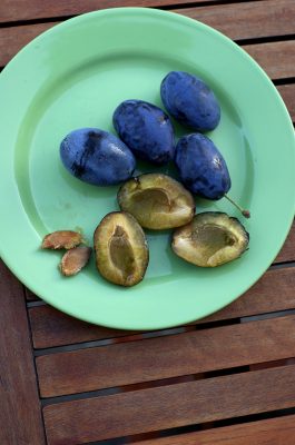 plums-1631795_1920