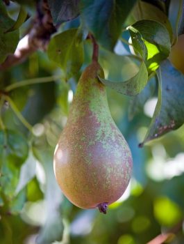 Empty the Fridge - Peren bewaren 2