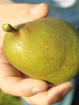 Empty the Fridge - Peren bewaren 3